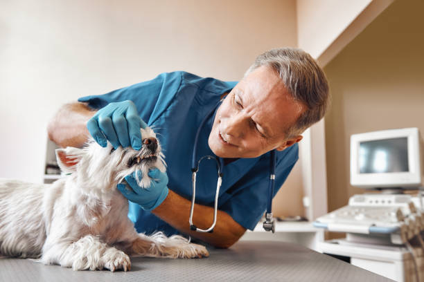 Best Same-Day Emergency Dental Services in Como, MS